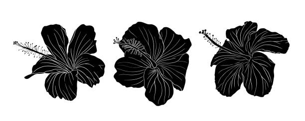 Tropical hibiscus flower silhouette set. Chinese rose flower. Hand drawn vector illustration for logo, card or invite, tea herbs hibiscus tea. Isolated on white background Tropical hibiscus flower silhouette set. Chinese rose flower. Hand drawn vector illustration for logo, card or invite, tea herbs hibiscus tea. Isolated on white background. drawing of the hawaii islands stock illustrations