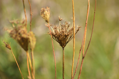 Close-up of brown wild carrot seeds with green blurred background