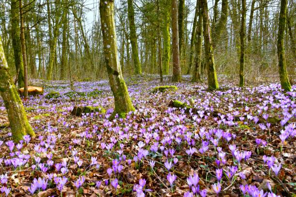 istock Temperate, deciduous hornbeam (Carpinus betulus) forest with purple spring crocus (Crocus vernus) flowers covering the ground 2088354851