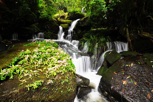 mountain stream in summer