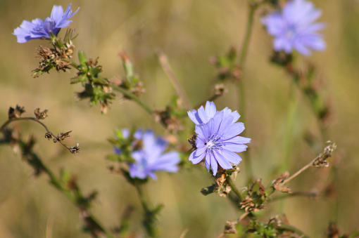 Close-up of common chicory flowers with blurred background