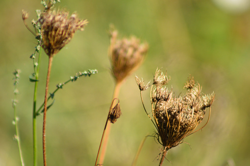 Close-up of dried wild carrot seeds with green blurred background