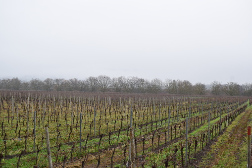 close-up of the vines of a vineyard in the Bergerac region in winter with frost on the branches