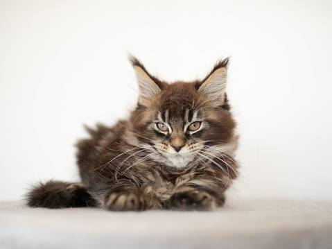 Maine Coon cat with big eyes and big shaggy ears