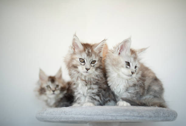 istock Maine Coon kittens on lilac background. 2088395117