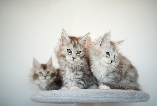 Maine Coon kittens on lilac background