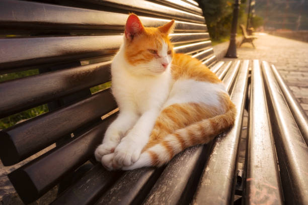 istock Red stray cat on bench, Old Town Kotor, Montenegro 2088395123