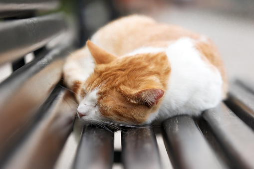 Cute red ginger stray cat sleeping on a bench in the Old Town of Kotor, Montenegro, Europe