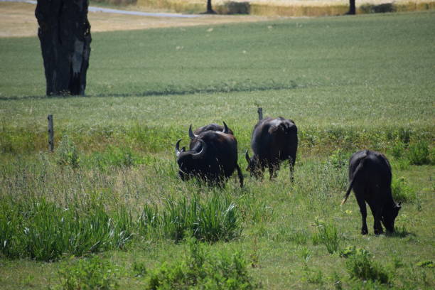 istock buffalo herd in green grass 2088395548