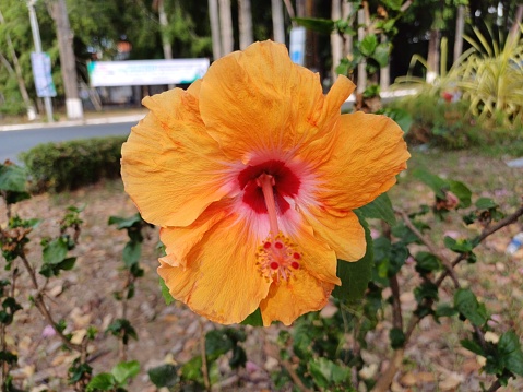 Orange hibiscus flower at beautiful in the nature, other names include hardy hibiscus, rose of sharon, and tropical hibiscus.