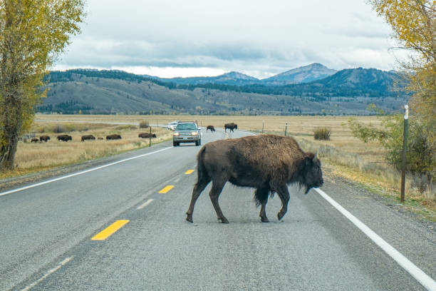 istock American Bison in Grand Teton 2088395718