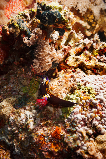 Underwater photo Nudibranch - four color chromodoris  ( Chromodoris quadricolor )  and coral  Red sea  Sea life  Coral garden reef
