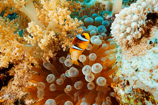 Sea life. Coral reef Underwater scene with Anemone and anemonefish fish  clownfish. Scuba Diver Point of View.