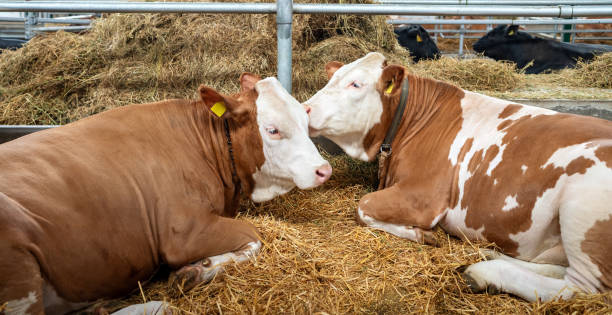 istock Two red-white cows lying on ground and resting in agricultural bio farm. Breading cows. Beef or dairy farm. 2088399013