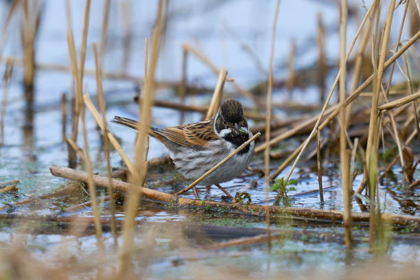 istock Male Reed Bunting 2088404700