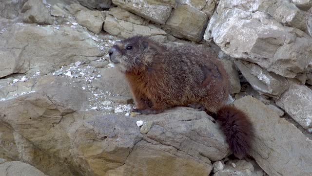 The yellow-bellied marmot (Marmota flaviventris) near a hole in the rocks of the mountains, Utah