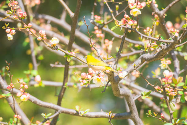 Bulbul sucks nectar from plum blossoms blooming at Otemon Gate