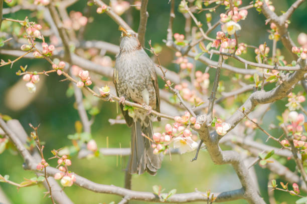 Bulbul sucks nectar from plum blossoms blooming at Otemon Gate