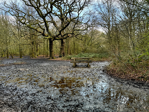 Wooden picnic table in a very muddy Epping Forest