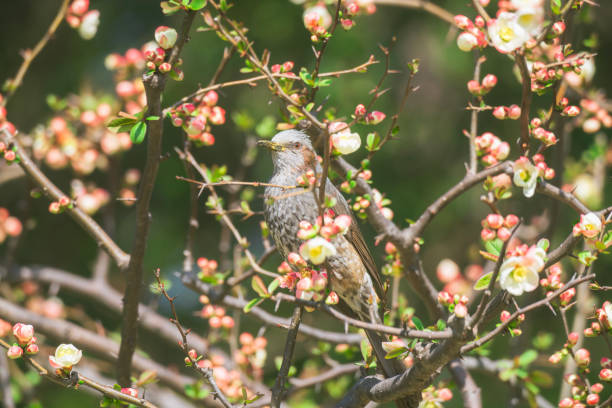 Bulbul sucks nectar from plum blossoms blooming at Otemon Gate