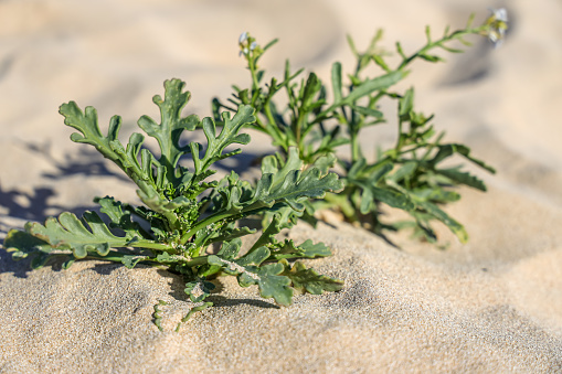 Cakile maritima, sea rocket (Britain and Ireland) or European searocket (North America), is a common plant in the mustard family Brassicaceae.