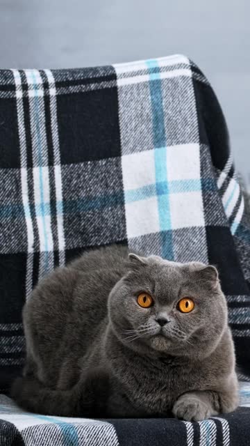 Scottish fold cat sitting and looking at camera, look ahead. British shorthair grey and blue cat with big yellow eyes. Domestic cat, Animal, Pets