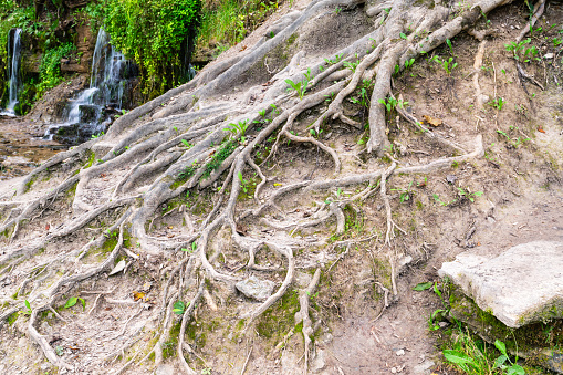 The roots of an old tree growing on a hillside form an interesting pattern on top of the sandy soil, natural background, parks and nature, grass and stones, beauty and charm, seasonal landscape, autumn.