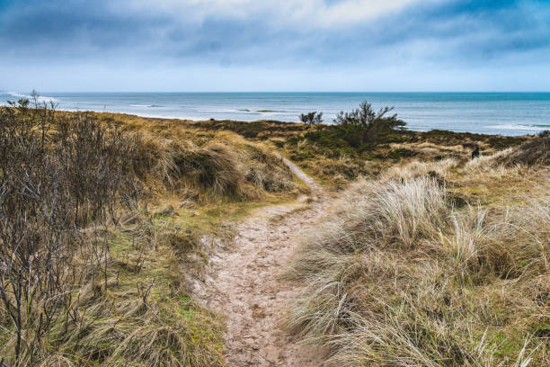 Wooden path to protect the dunes on the beach
