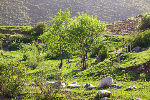 Idyllic mountain landscape with flowering meadows, trees and grass, stones in spring or summer. Calm sunny day