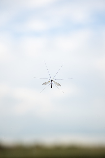 Crane fly on the window with cloudy sky, mosquito with long legs