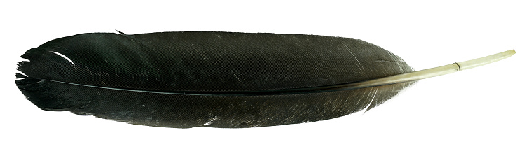 Close up view of black crow feather isolated on white background