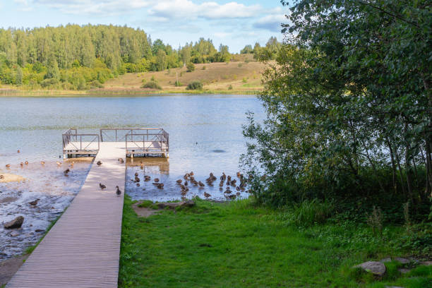 istock View of a forest lake with ducks and a boat dock. 2088532842