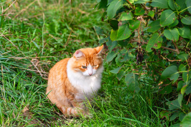 istock A ginger cat with a white chest sitting in the bushes. 2088536440