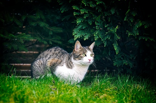 Cute cat sitting in a green bush and looking away.