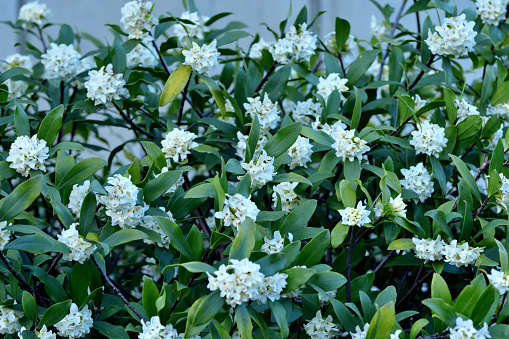 Daphne odona, also called Japan daphne and daphne indica, scentednative to Japan and China, is a compact evergreen shrub with dark green leaves and terminal umbels of very fragrant, reddish-purple, yellow or white flowers from late winter to early spring, often followed by colorful berries.