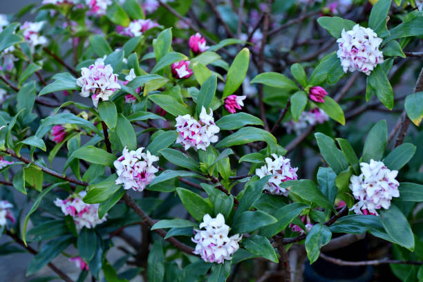 istock Daphne odona / Japan daphne: Shrub Loved for Strong Scent and Evergreen Foliage 2088567951