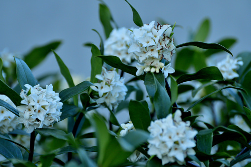 Daphne odona, also called Japan daphne and daphne indica, scentednative to Japan and China, is a compact evergreen shrub with dark green leaves and terminal umbels of very fragrant, reddish-purple, yellow or white flowers from late winter to early spring, often followed by colorful berries.