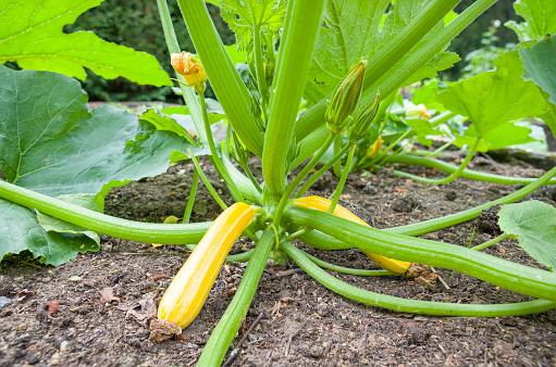 Yellow courgette (zucchini) plant Sunstripe growing in a vegetable garden or allotment, UK