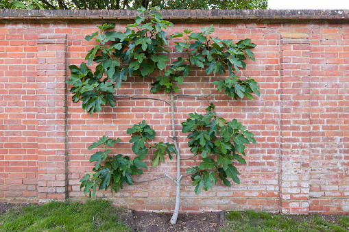 Espalier fig tree growing against a brick wall in an English garden in summer, UK