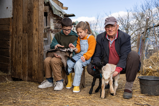Little sister and brother holding and petting baby goats on their grandfather's goat farm