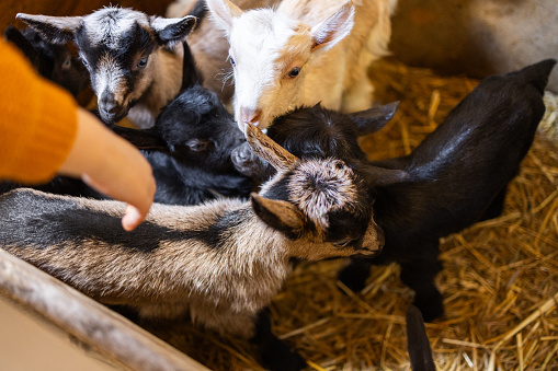 High angle view of baby goats in barn without people