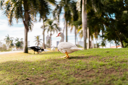 Ducks at public park