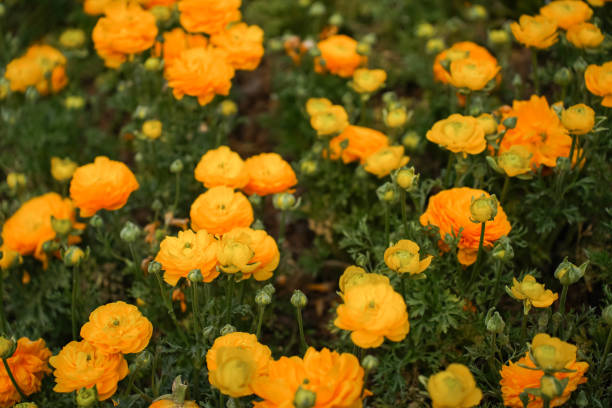 istock Yellow persian buttercup flowers (ranunculus) 2088623152
