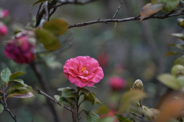 Red Camellia Flowers In Bloom on plant. Camellia is a genus of plants from the Theaceae family. Close Up