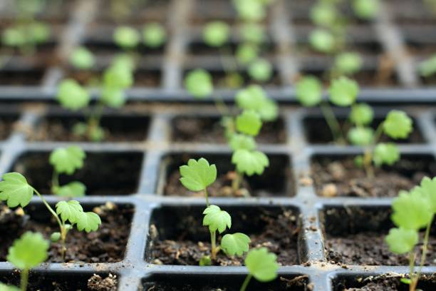 istock Young seedlings of Alps strawberries in reusable plastic tray. 2088635652