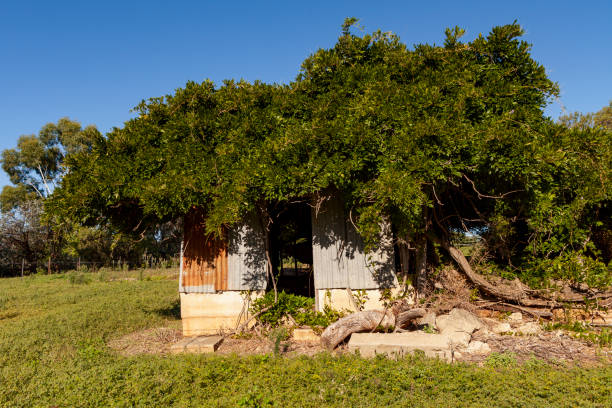 istock Abandoned overgrown house  in Albury, Wodonga, Australia 2088657961