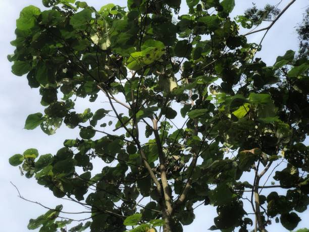 istock photo of leaves and sky 2088682453