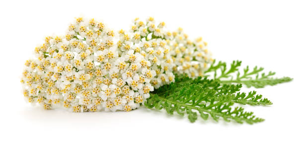 istock Yarrow plant isolated. 2088684589
