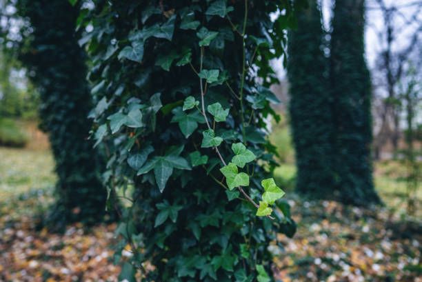 ivy leaf and lush foliage at green tree trunk in autumn park. High quality photo