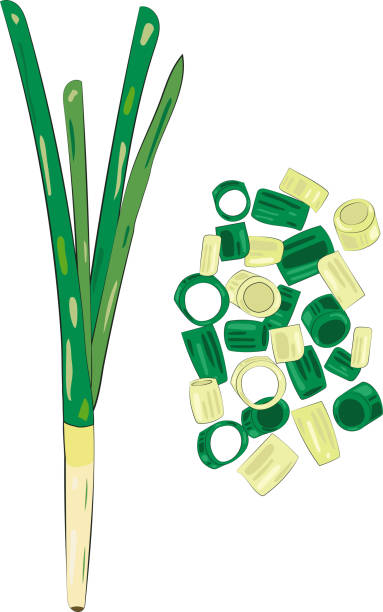 ilustrações, clipart, desenhos animados e ícones de chopped green onion element chives slices illustration graphic element art card - chive onion spring onion garlic